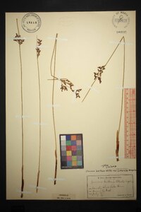 Juncus balticus subsp. littoralis image