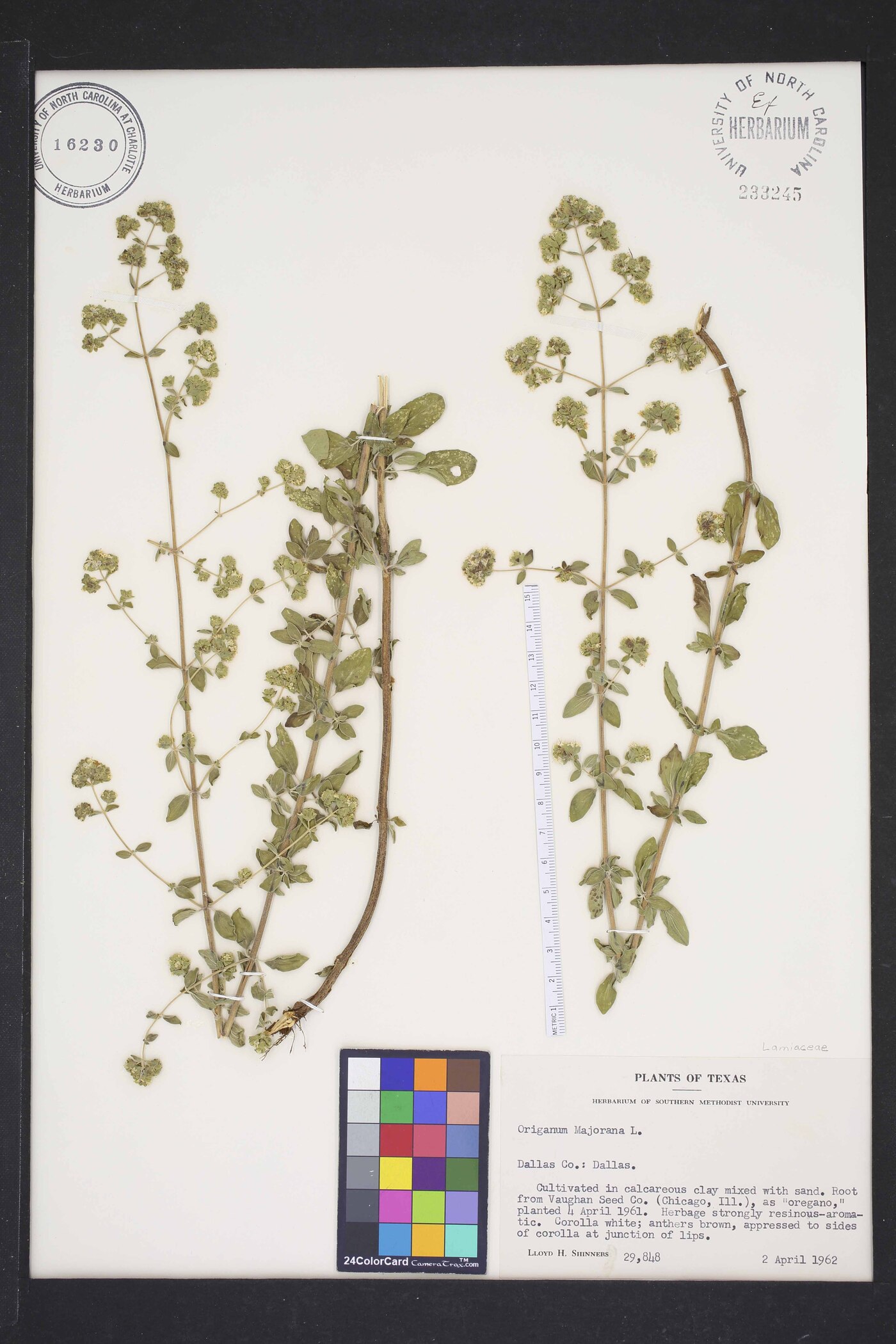 Origanum majorana image