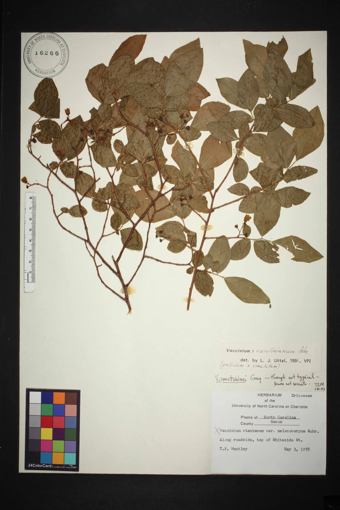 Vaccinium carolinianum image