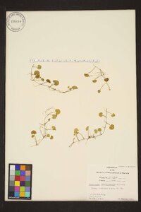 Dichondra carolinensis image