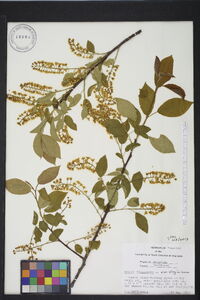 Prunus virginiana var. virginiana image