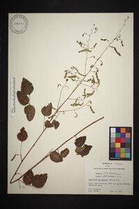 Desmodium laevigatum image