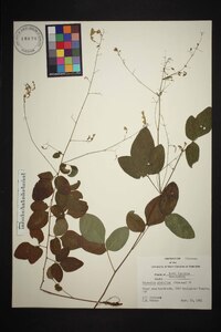 Desmodium glabellum image