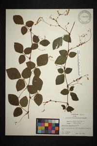 Desmodium rotundifolium image