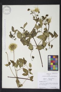 Clematis viorna image