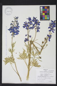 Delphinium nuttallianum image