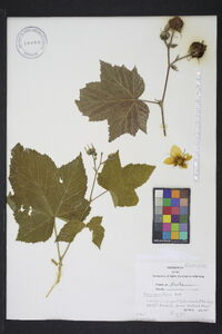 Rubus parviflorus image