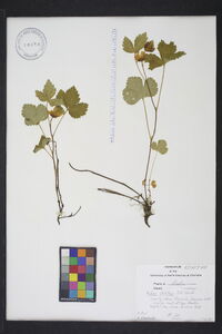 Rubus stellatus image