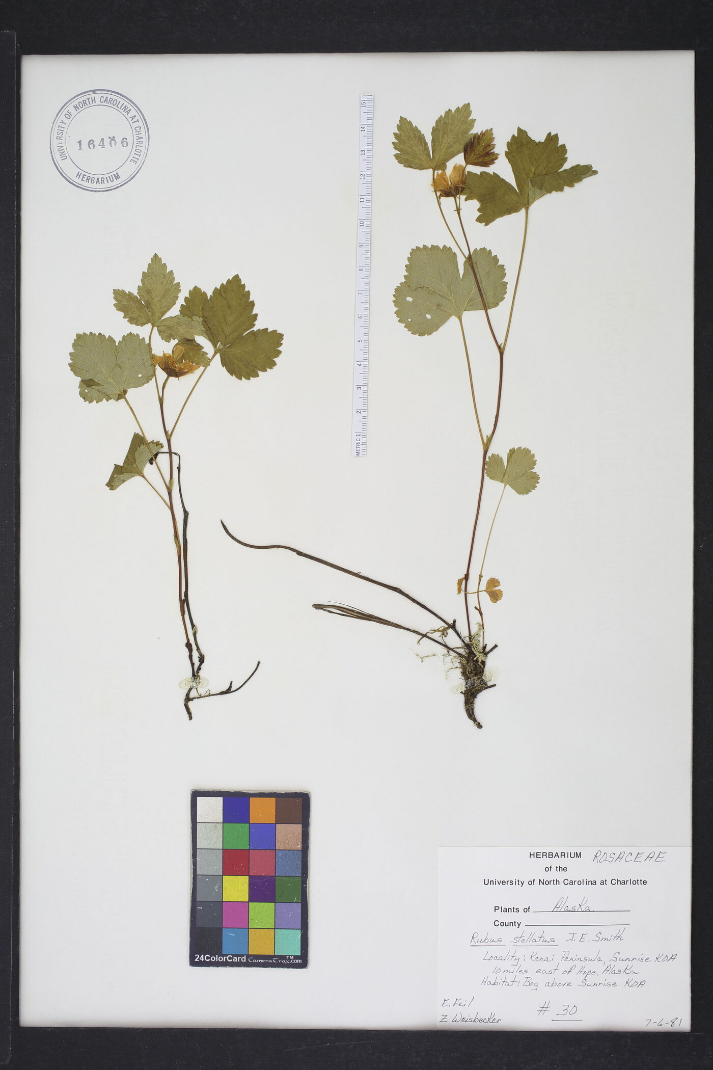 Rubus stellatus image