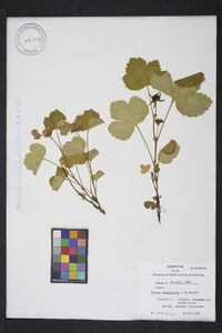 Rubus stellatus image