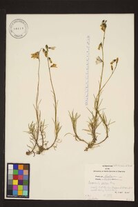 Campanula parryi image