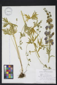 Aconitum delphiniifolium image