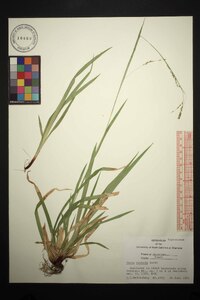 Carex arctata image