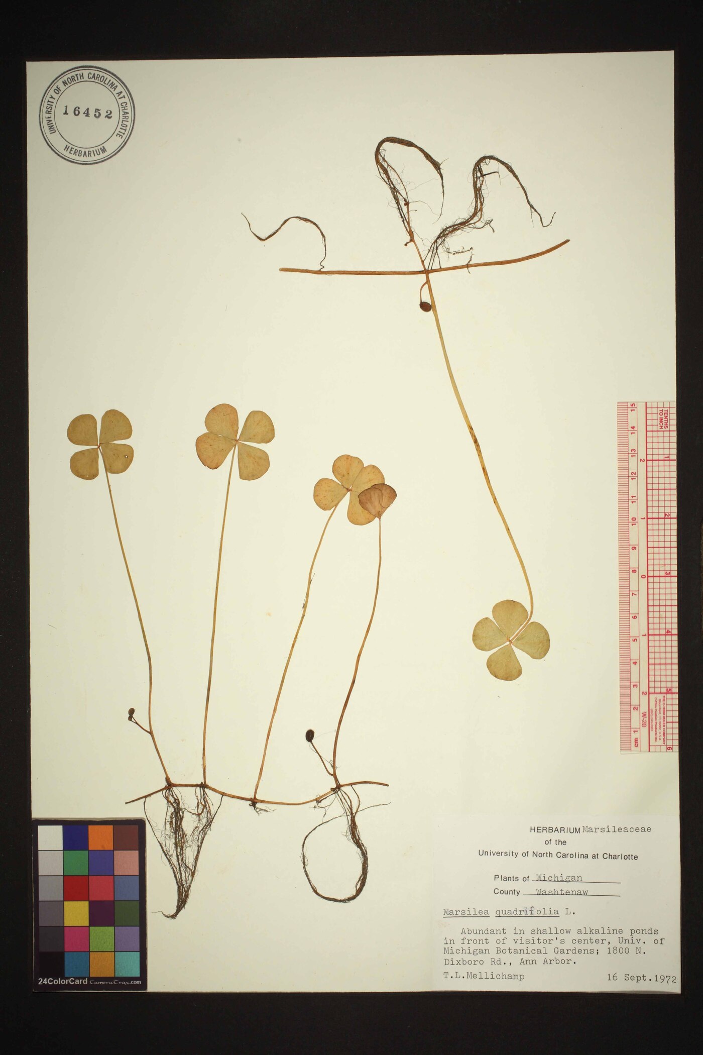 Marsilea quadrifolia image