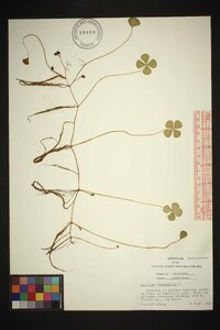 Marsilea quadrifolia image