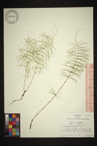 Equisetum pratense image