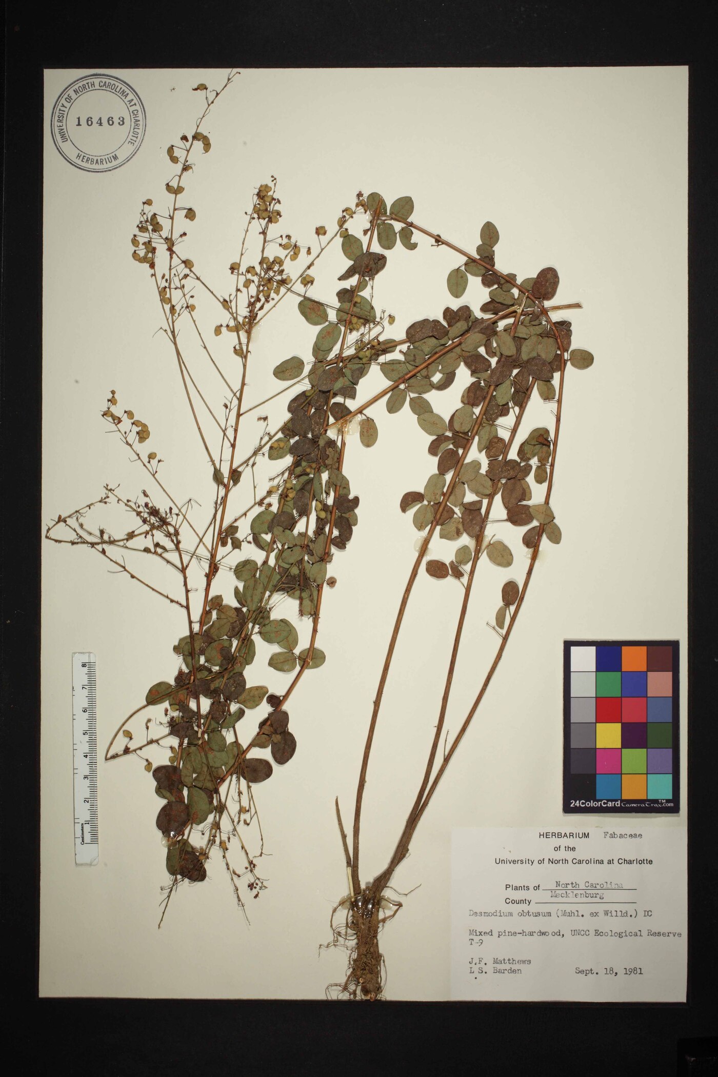 Desmodium obtusum image