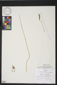 Spiranthes lacera var. gracilis image