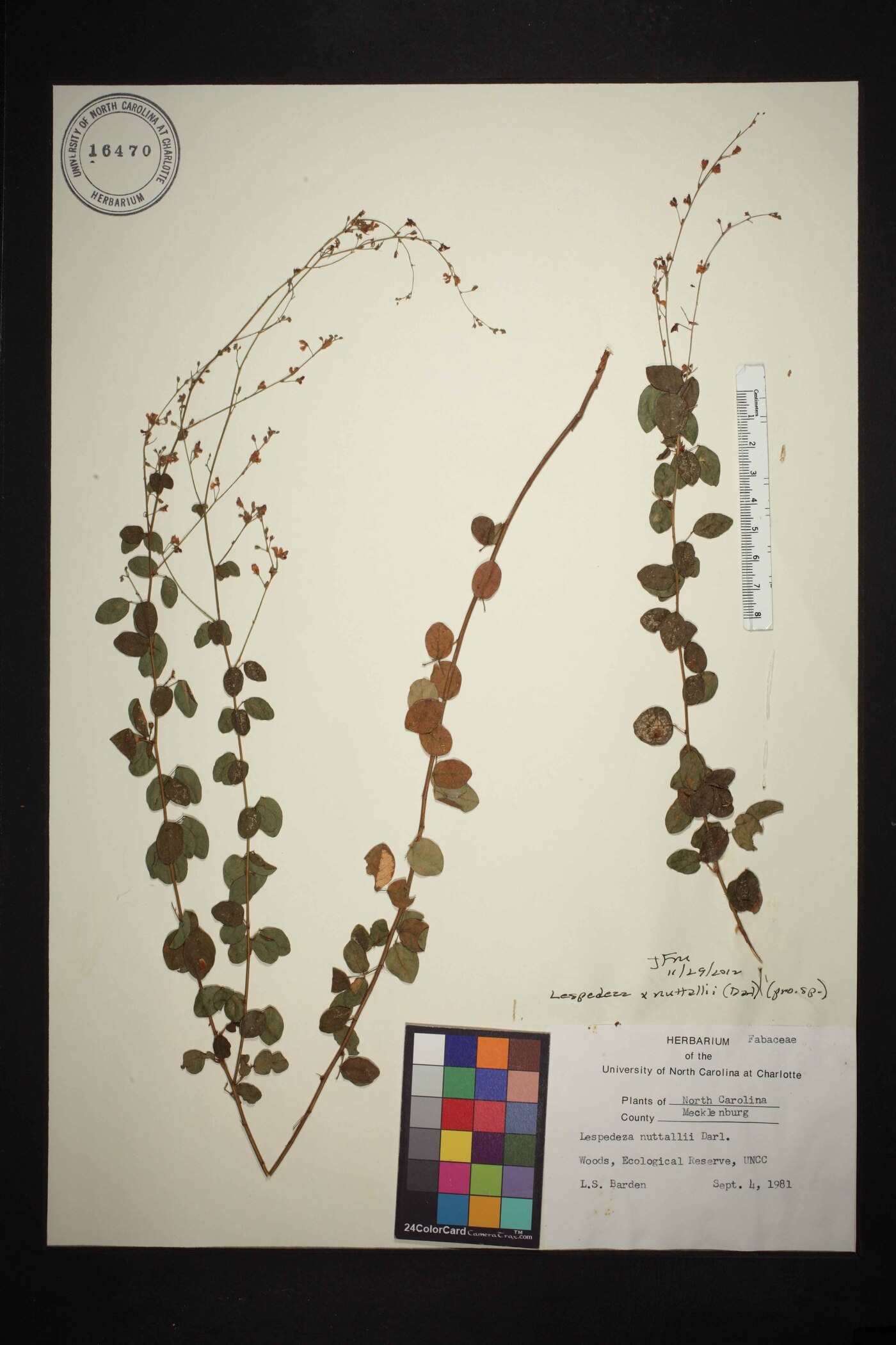 Lespedeza × nuttallii image