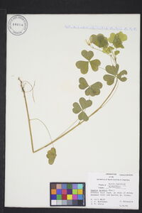 Oxalis grandis image