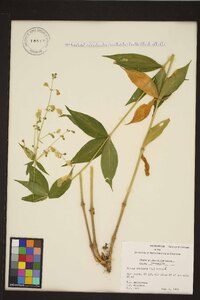 Silene stellata image