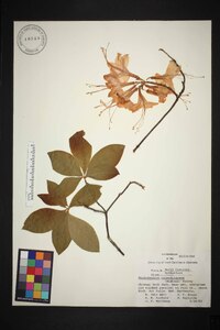 Rhododendron calendulaceum image