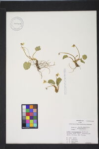 Viola rotundifolia image