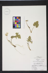 Viola palmata image