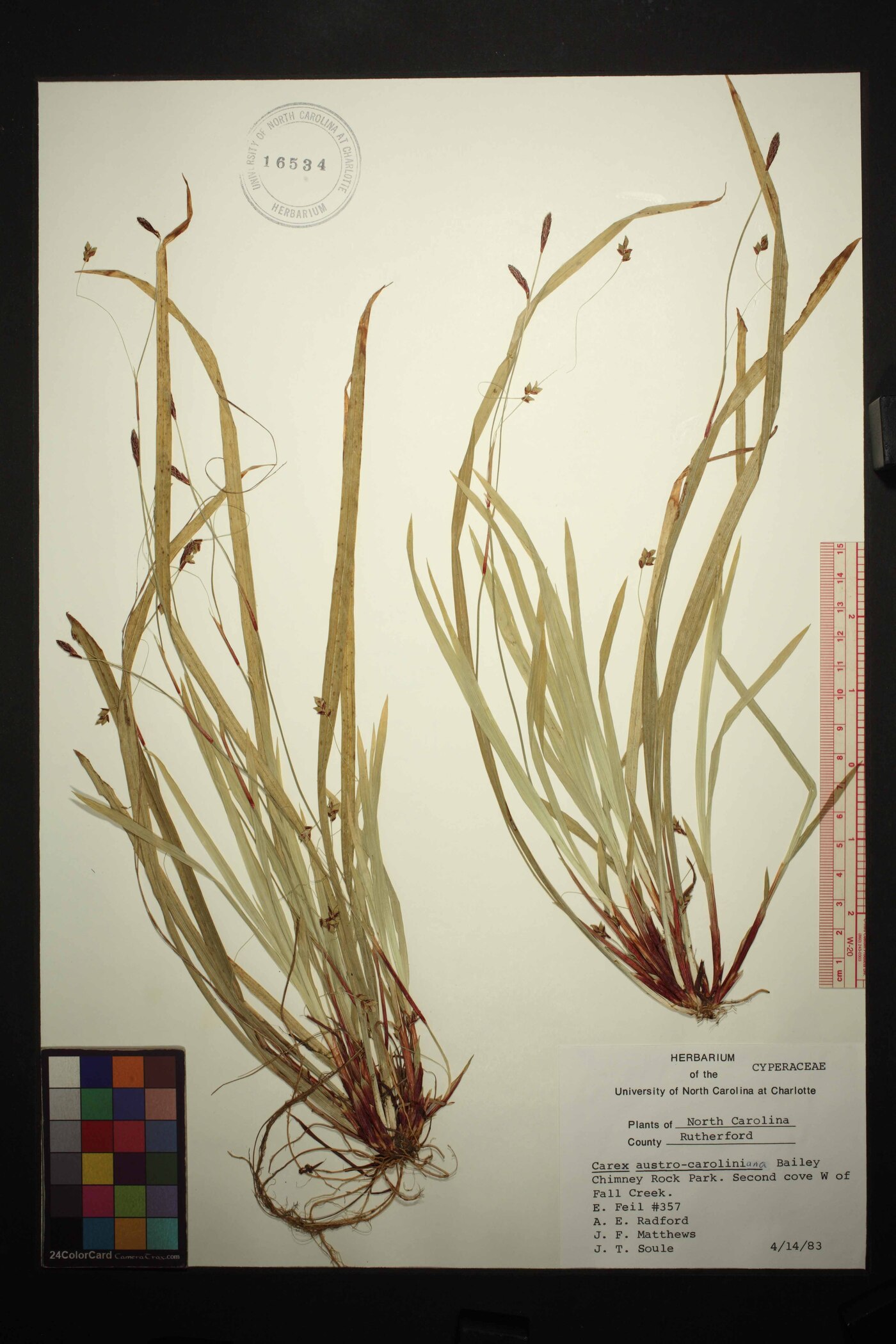 Carex austrocaroliniana image