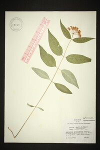 Asclepias quadrifolia image