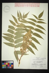 Rhus typhina image