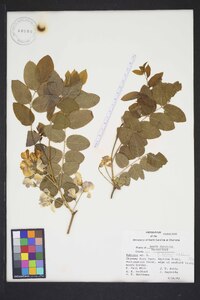 Robinia hispida var. kelseyi image