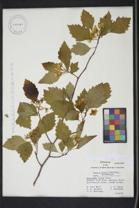 Crataegus flava image