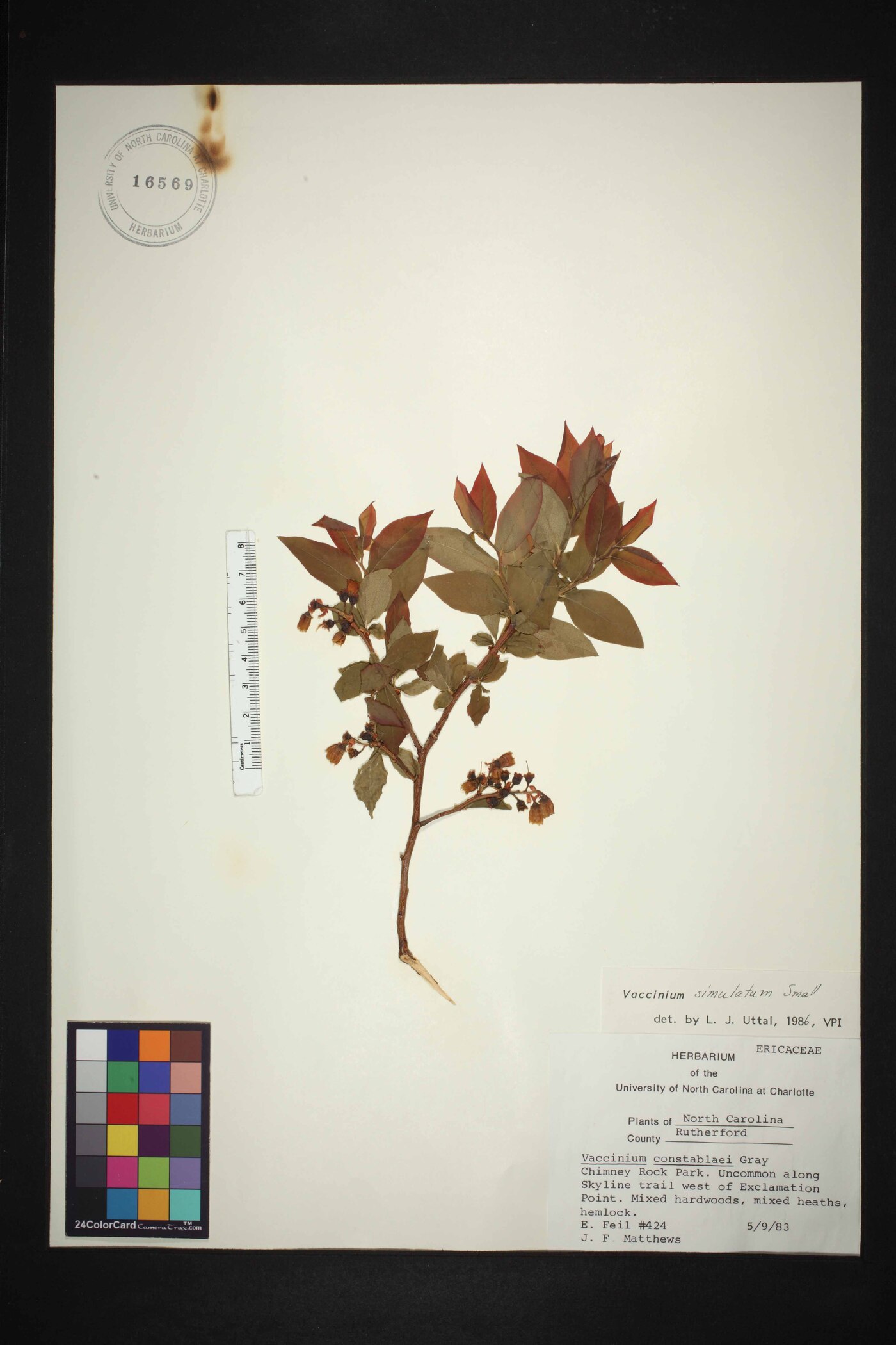 Vaccinium constablaei image