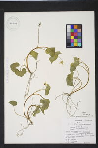 Viola pubescens var. scabriuscula image