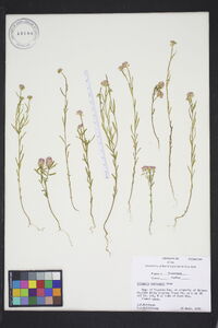 Polygala curtissii image