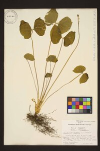 Jeffersonia diphylla image