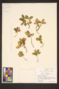 Gaultheria procumbens image