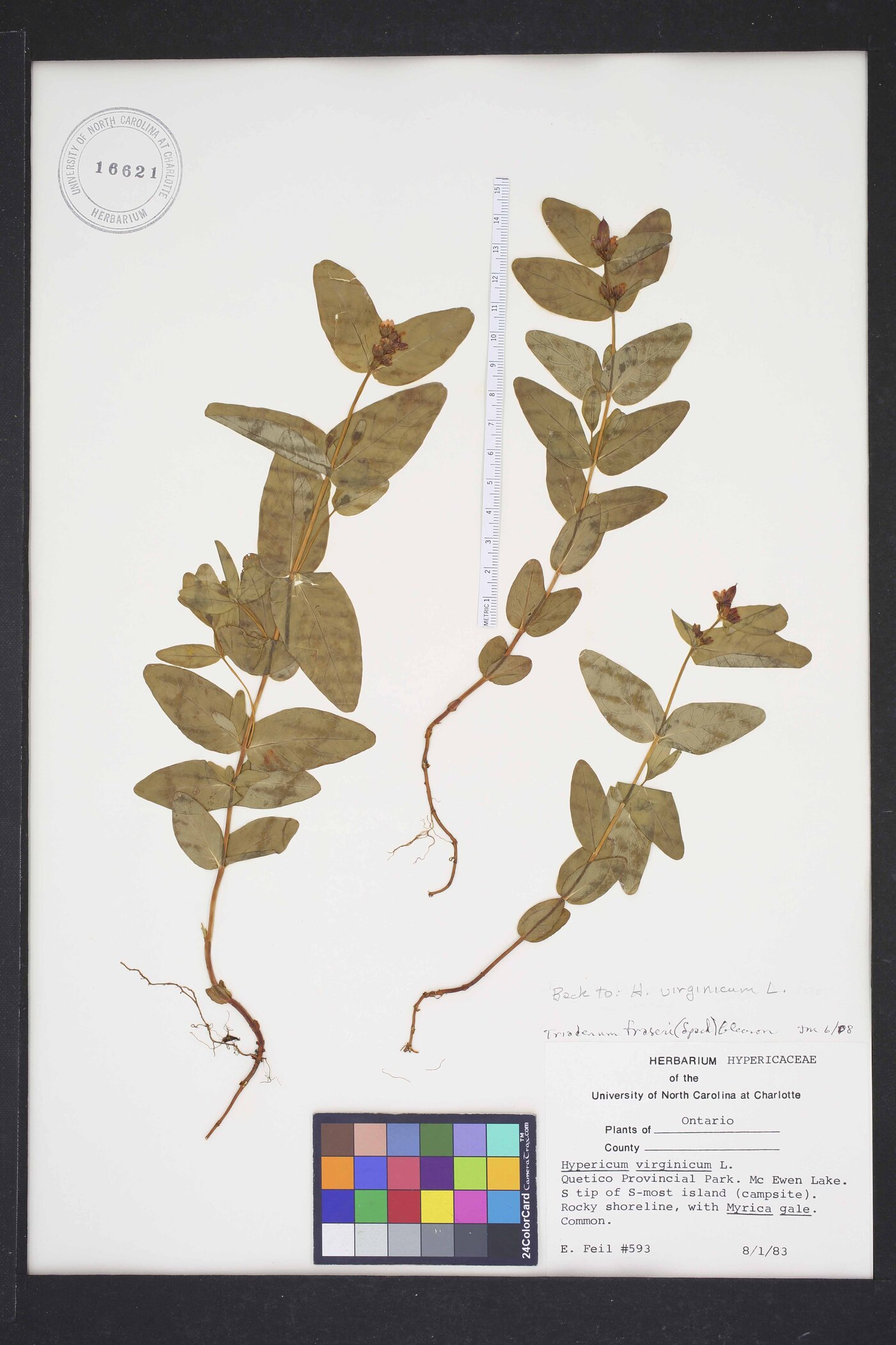 Hypericum virginicum image