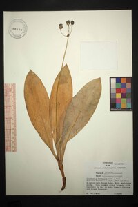 Clintonia borealis image