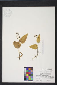 Maianthemum canadense image