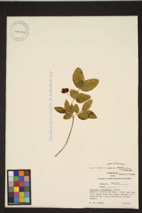 Lonicera canadensis image