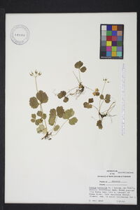 Coptis trifolia subsp. trifolia image