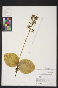 Platanthera orbiculata image