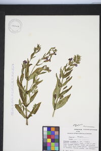 Mimulus ringens var. ringens image