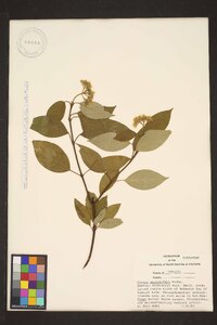 Cornus sericea subsp. sericea image