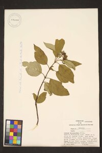 Cornus sericea subsp. sericea image