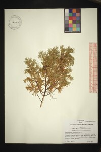 Juniperus communis var. communis image