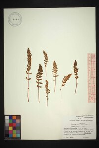 Woodsia ilvensis image