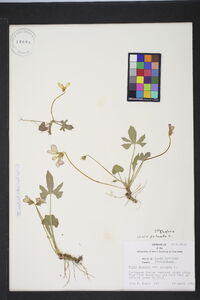 Viola palmata image